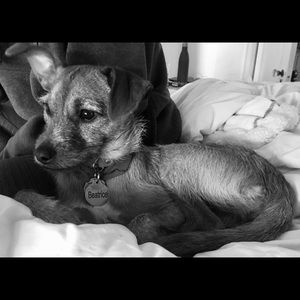 Meet your Posher, Joe